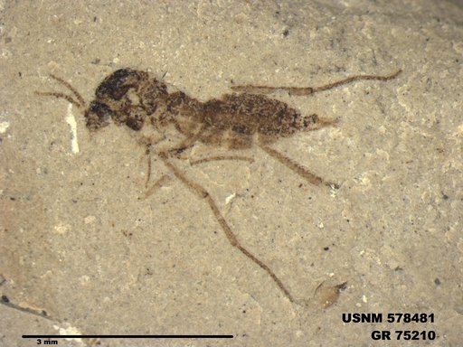 Genus sp