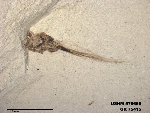 Insecta