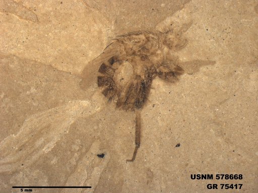 Insecta