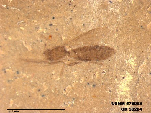 Insecta