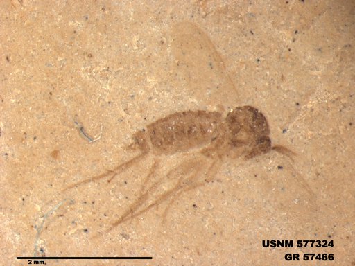 Insecta