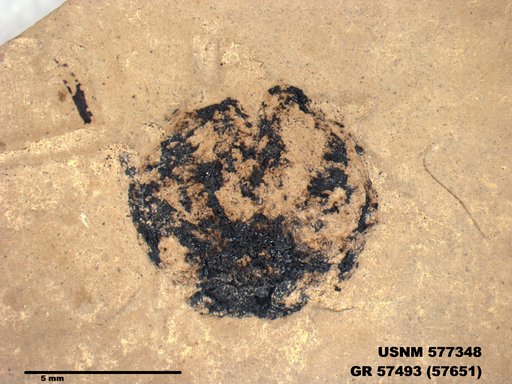 Insecta
