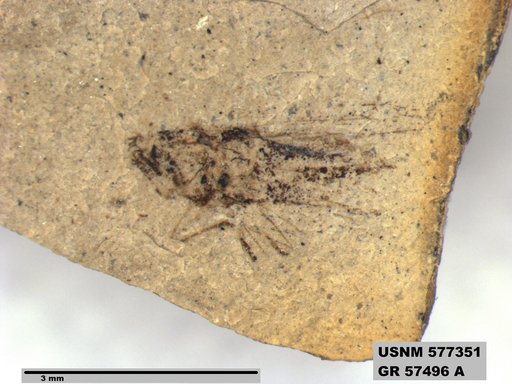 Insecta