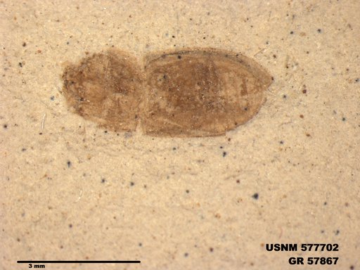 Insecta