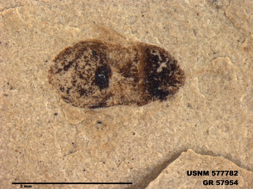 Insecta