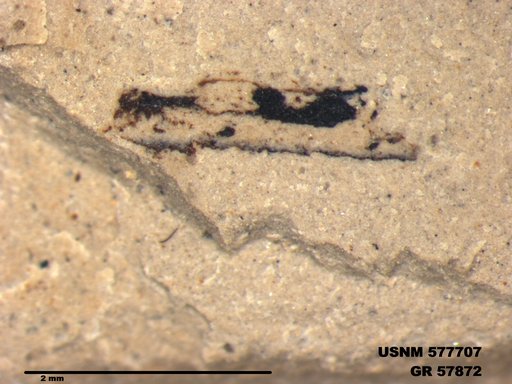 Insecta
