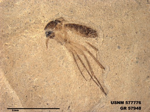 Insecta