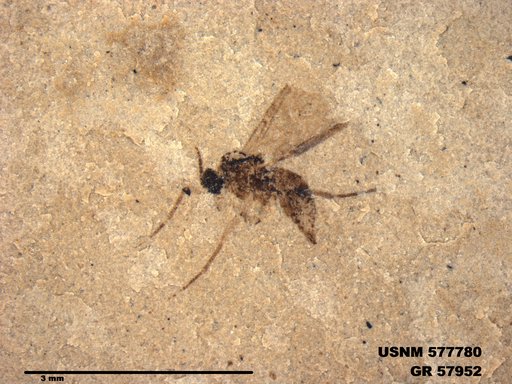 Insecta