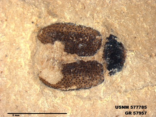 Insecta