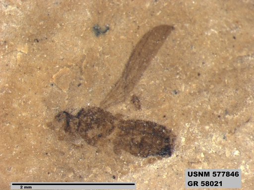 Insecta