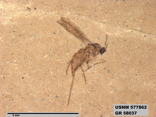Insecta