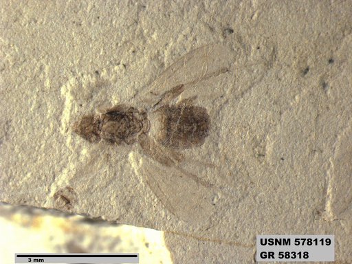 Insecta