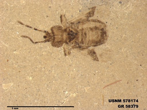 Genus sp