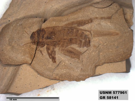 Pronemobius tertiarius