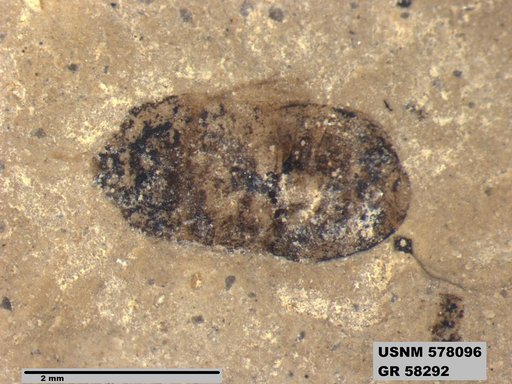 Genus sp