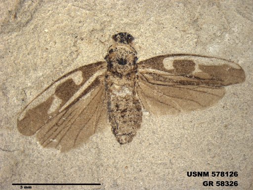 Genus sp