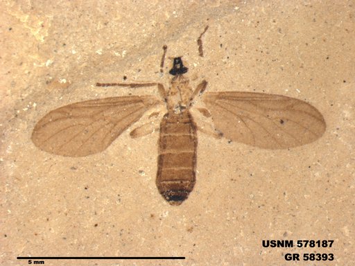 Insecta