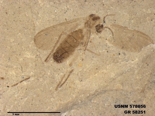 Insecta