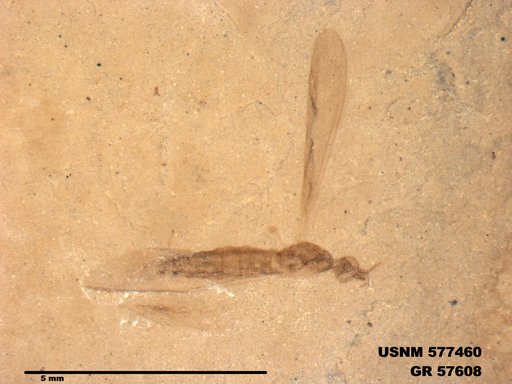Insecta