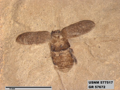Insecta