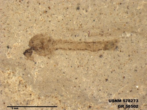 Insecta
