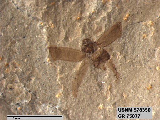 Genus sp