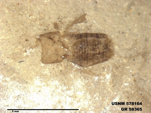 Genus sp