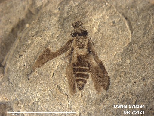 Genus sp
