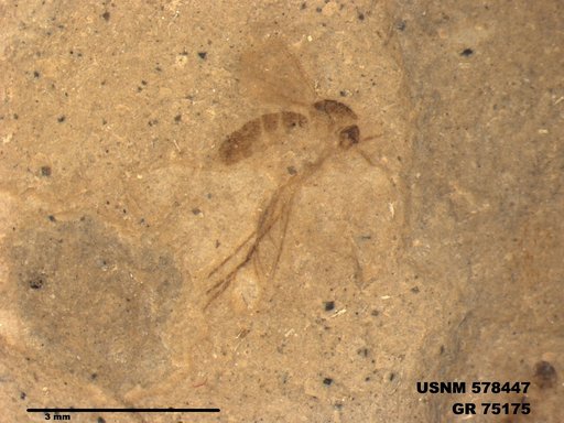 Genus sp