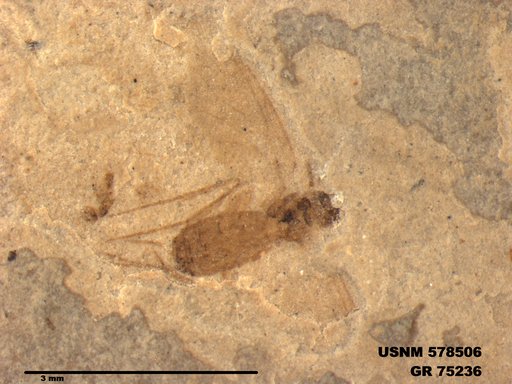 Genus sp