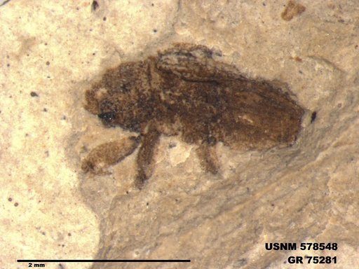 Insecta
