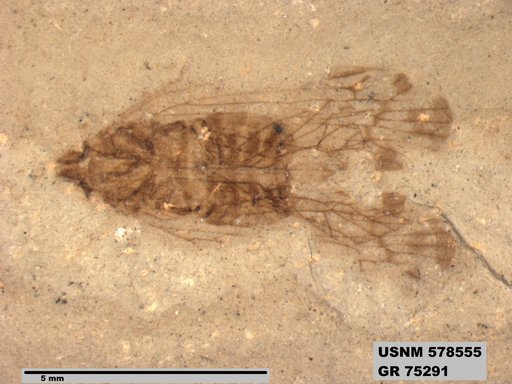 Genus sp