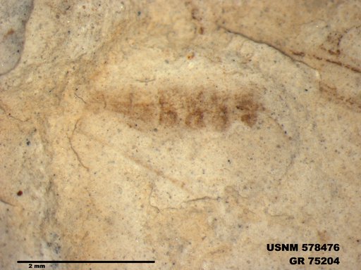 Genus sp
