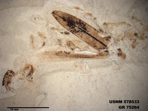 Eoerianthus eocaenicus