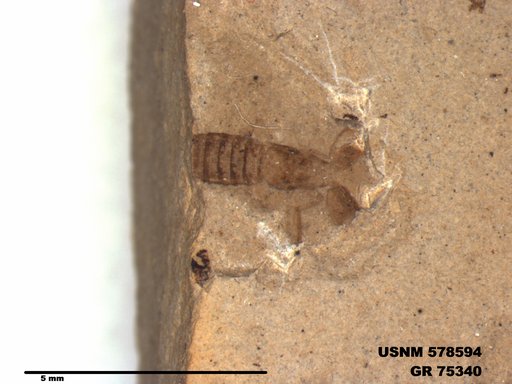 Genus sp