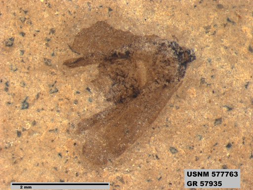 Genus sp