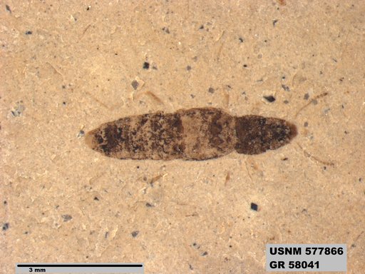 Genus sp