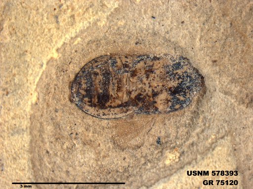 Insecta