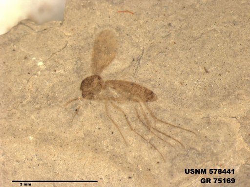 Genus sp