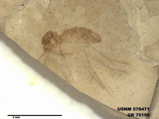Genus sp