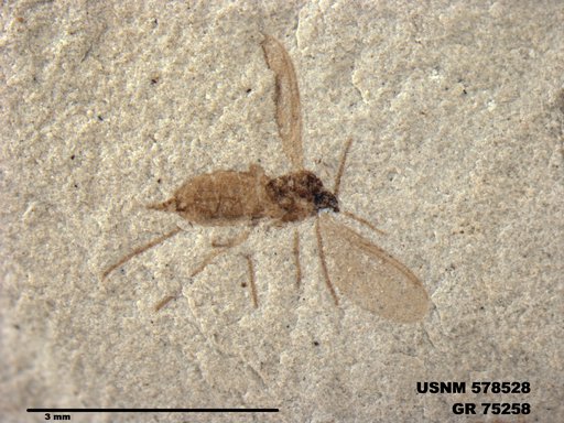 Genus sp
