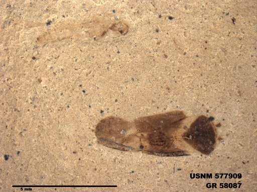 Genus sp