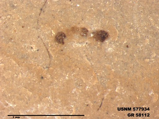 Genus sp