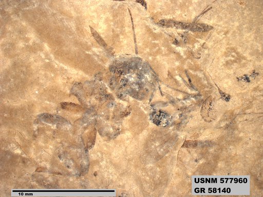 Genus sp