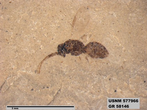 Insecta