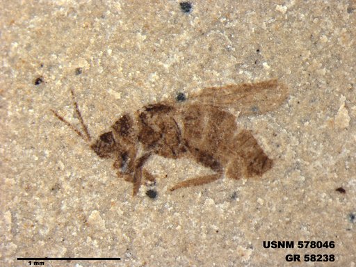 Insecta