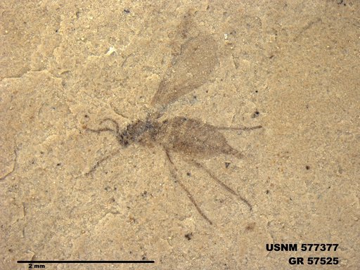 Insecta