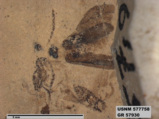 Genus sp