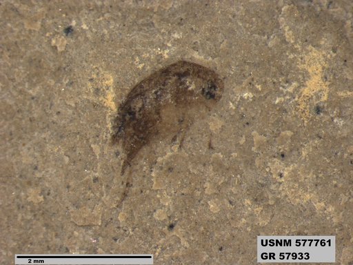 Insecta