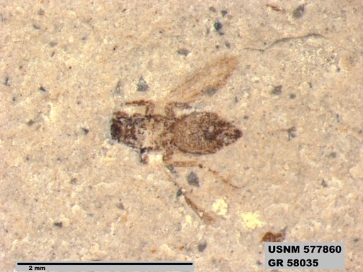 Insecta